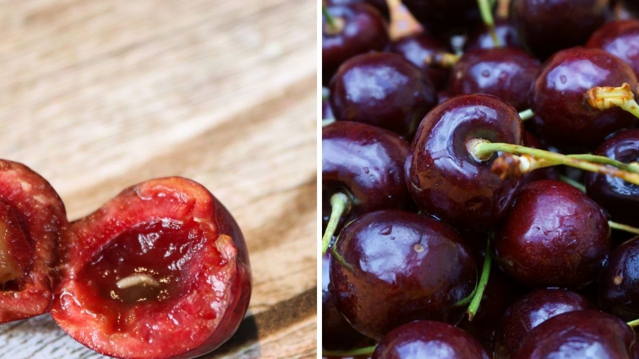 Zjedli ste červíka v čerešni? Odborníci hovoria, že panika nie je na mieste. Dôležité je vedieť jednu vec!