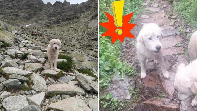 Psí turista prešiel Tatrami najmenej 140 kilometrov. Jeho neuveriteľný príbeh dojal tisíce ľudí, druhý pes stále čaká na záchranu!