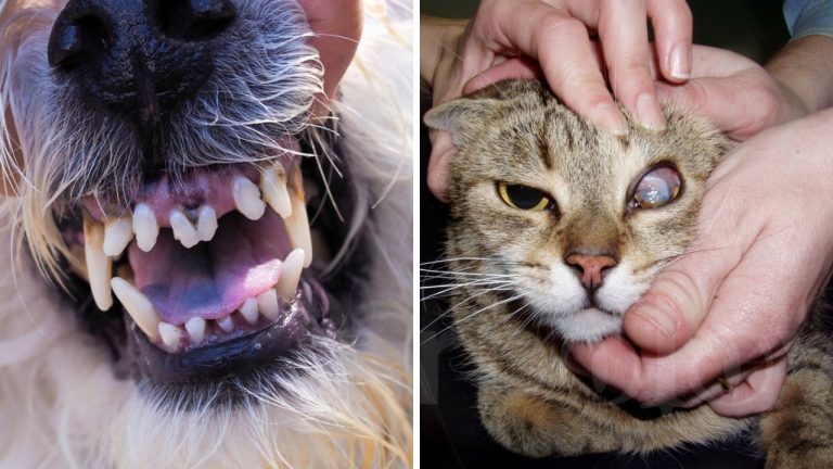 Veterinári varujú: Tieto príznaky u psov a mačiek majitelia najčastejšie prehliadajú. Môžu signalizovať vážne ochorenie!