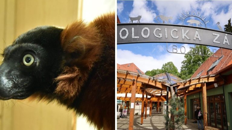 Útek v bojnickej zoo. Z výbehu sa dostal vzácny lemur, zamestnanci prosia návštevníkov o pomoc!
