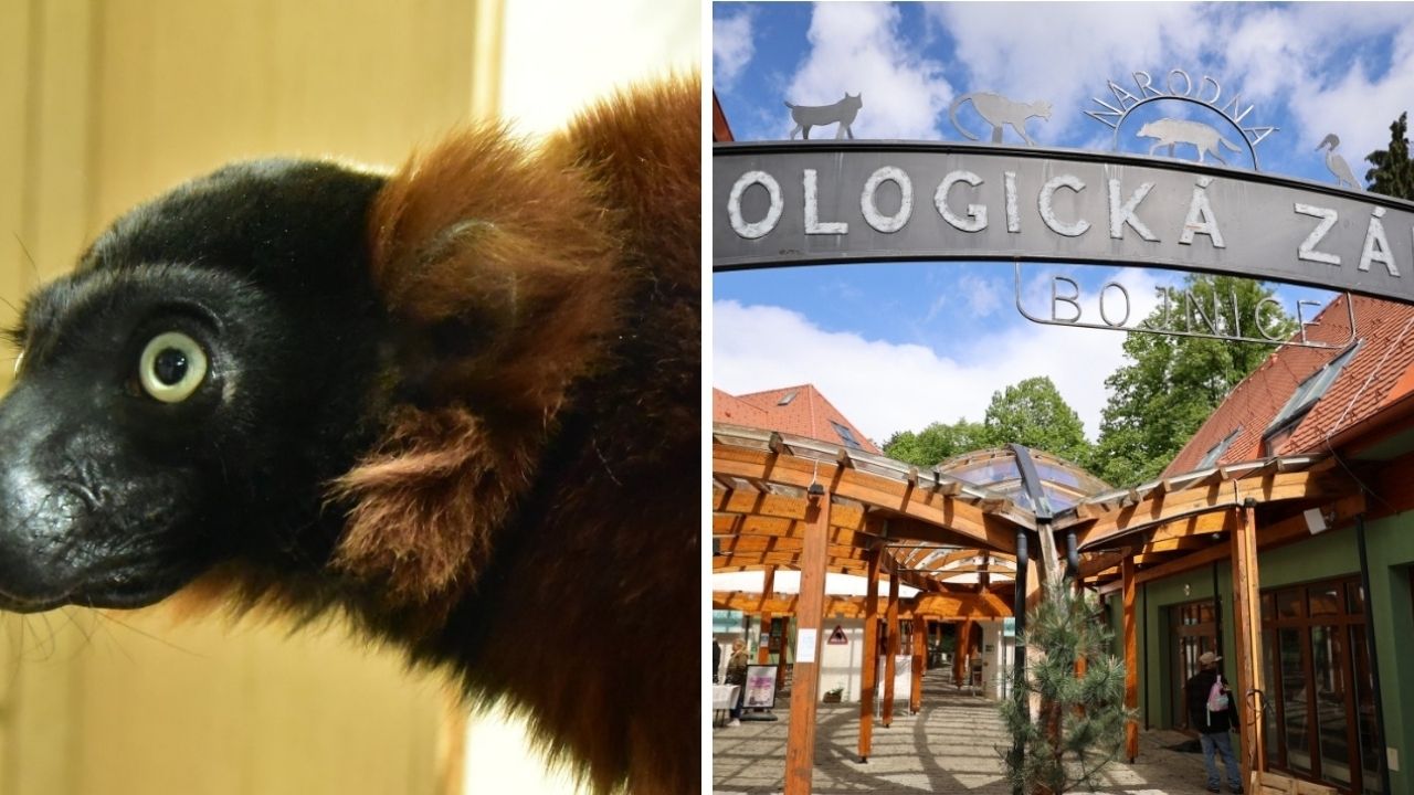Útek v bojnickej zoo. Z výbehu sa dostal vzácny lemur, zamestnanci prosia návštevníkov o pomoc!