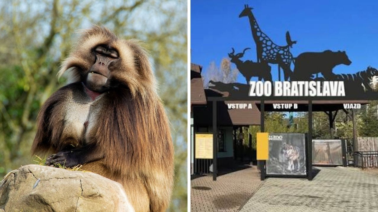 Bratislavská zoo má vzácnu novinku. Ako prvá na Slovensku privítala paviány dželada!