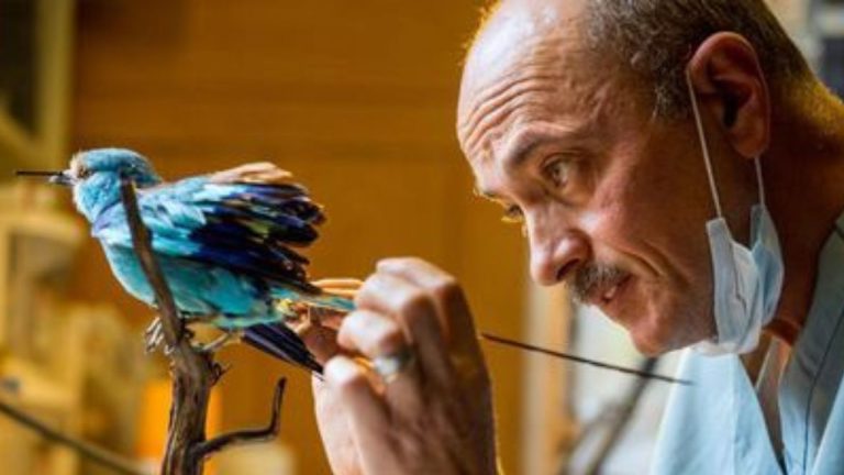 10 faktov o taxidermii, ktoré vás možno nepríjemne prekvapia