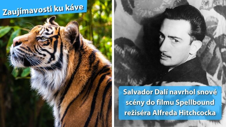 Zaujímavosti ku káve, ktoré ti rozšíria obzory #2291 – prečo sú pruhy tigrov výnimočné a Salvador Dalí spolupracoval s Hitchcockom
