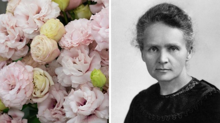 Zaujímavosti ku káve, ktoré ti rozšíria obzory #2301 – Eustoma nie je ruža a zápisníky Marie Curie sú dodnes rádioaktívne