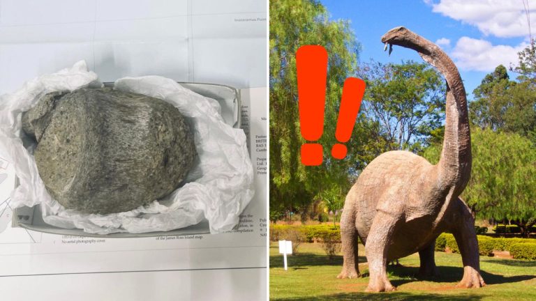 Fosília ležala 40 rokov v zásuvke. Vedci až teraz odhalili prvý dôkaz o dinosauroch v Antarktíde