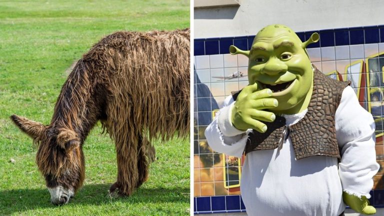 Zaujímavosti ku káve, ktoré ti rozšíria obzory #2304 – tento somár má srsť ako dredy a príbeh filmu Shrek, ktorý zachránil DreamWorks