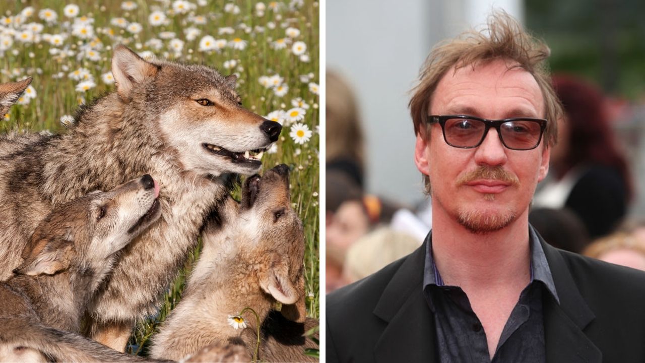 Zaujímavosti ku káve, ktoré ti rozšíria obzory #2336 – pravda o vlčích svorkách a David Thewlis dostal zákaz vstupu do Číny