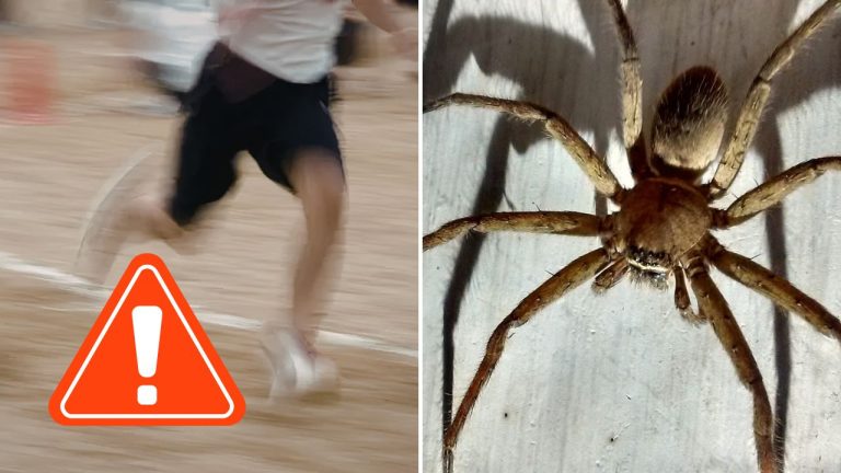 Tento pavúk dokáže predbehnúť človeka. Vedci odhalili najrýchlejší druh na svete
