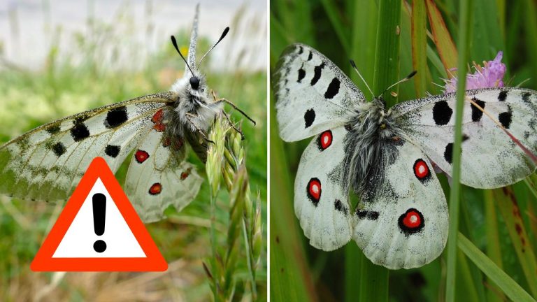 Na Slovensku zachraňujú jedného z najvzácnejších motýľov. Na krídlach dostáva červené označenie