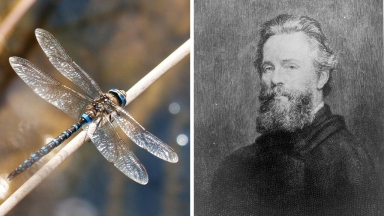 Zaujímavosti ku káve, ktoré ti rozšíria obzory #2288 –  fascinujúce schopnosti vážok a Moby Dick sa stal slávnym až po smrti svojho autora