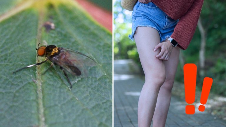 Nenápadný hmyz spôsobuje bolestivé opuchy. Takto spoznáte uhryznutie muchničkou