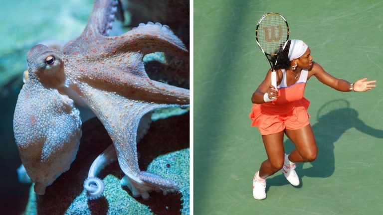 Zaujímavosti ku káve, ktoré ti rozšíria obzory #2306 – chobotnice majú modrú krv a Serena Williams začínala na nebezpečných kurtoch