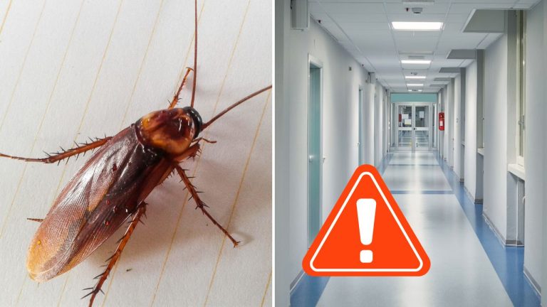 Nechcení návštevníci sú späť. Šváby v bratislavskej nemocnici vyvolali ďalšiu kritiku
