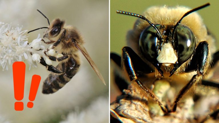 Včely vyrábajú hodváb a väčšina ľudí o tom netuší. Vedci objavili jeho prekvapivý potenciál