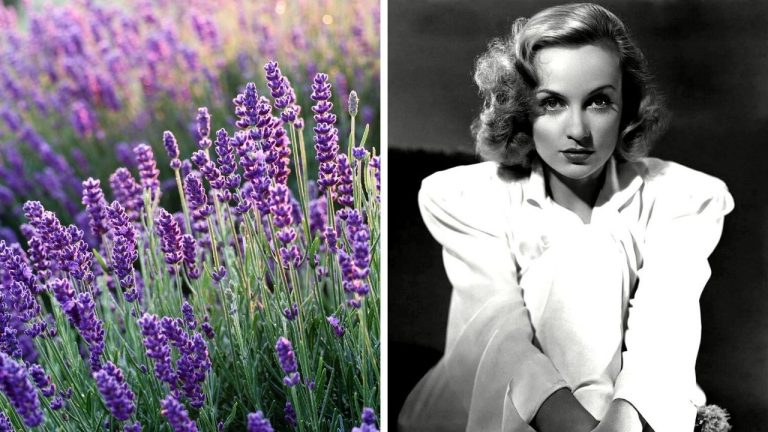 Zaujímavosti ku káve #2276 – levanduľa ukrýva liečivú silu a Carole Lombard zarábala viac než prezident USA