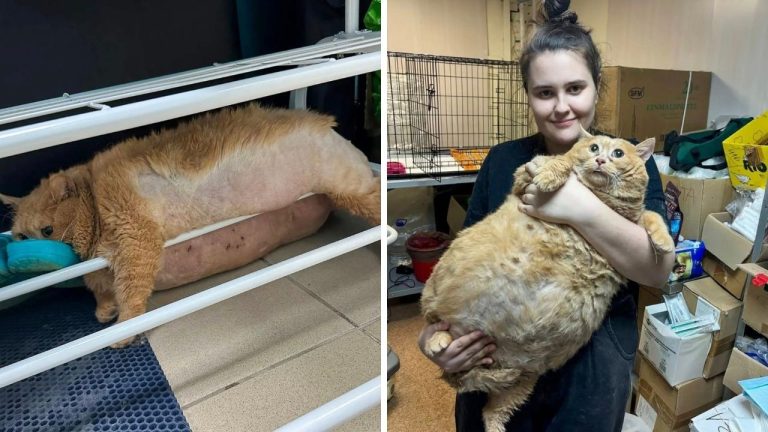 Bizarný prípad: 17-kilový kocúr sa pokúsil utiecť z programu na chudnutie. Skončil zaseknutý v stojane na topánky!