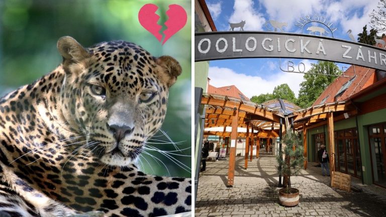 Smutná správa zo ZOO Bojnice: Po 19 rokoch sa navždy rozlúčili s legendárnym leopardom Hassanom!