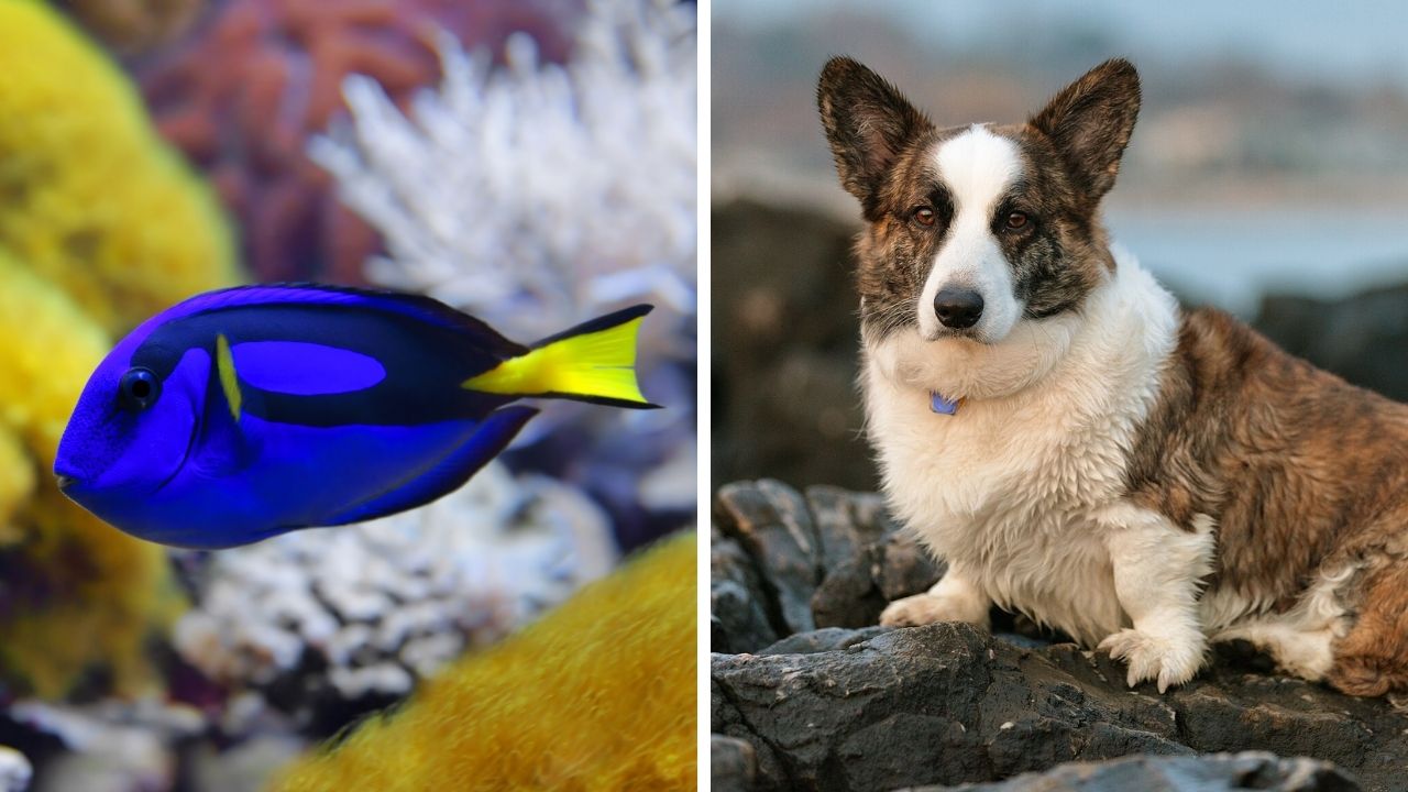 Zaujímavosti ku káve, ktoré ti rozšíria obzory #2344 – Dory nie je iba filmová postavička a corgi mohli žiť vo Walese už pred viac ako 3 000 rokmi
