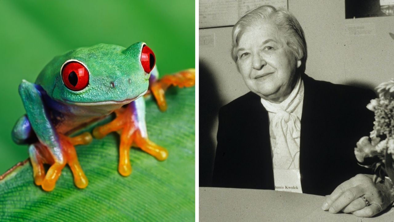 Zaujímavosti ku káve, ktoré ti rozšíria obzory #2338 – žaby dokážu meniť farbu a žena vynašla materiál do nepriestrelných viest