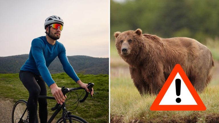Medveď naháňal auto aj cyklistov. Ochrancovia našli nečakanú príčinu
