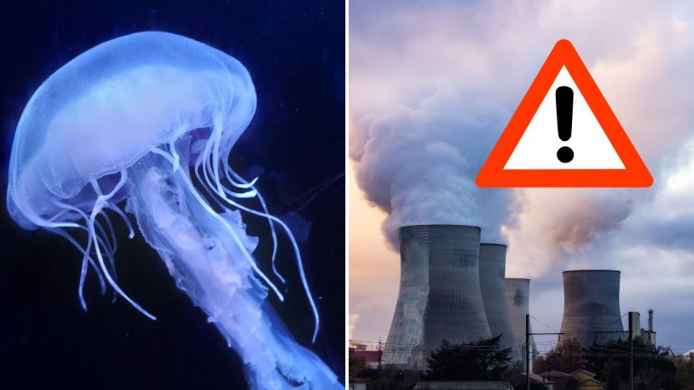 Medúzy opäť vyradili reaktory vo francúzskej jadrovej elektrárni. Rovnaký problém riešili aj minulý rok