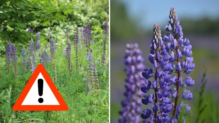 Turistov môže očariť, botanikov však znepokojuje. V Tatrách sa šíri problematická rastlina