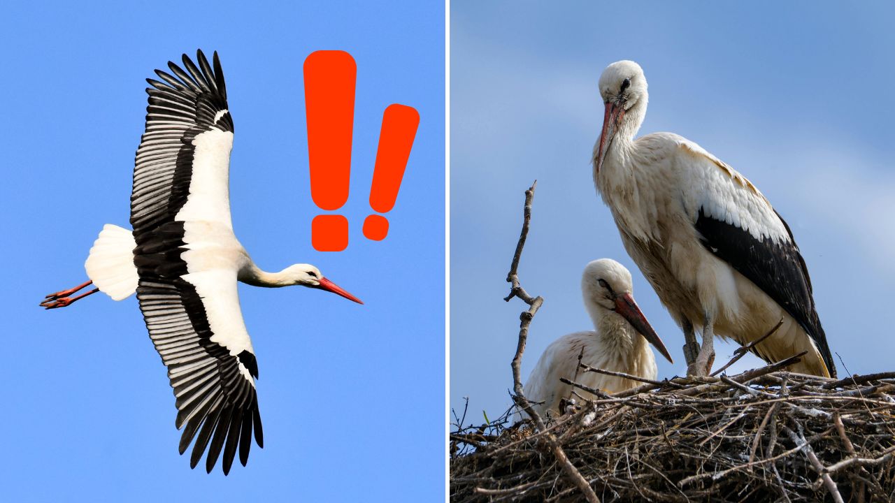 Bociany opúšťajú Slovensko. Začala sa veľká migrácia na juh, čakajú ich tisíce kilometrov