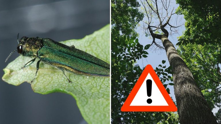 Nebezpečný škodca sa šíri na východe Slovenska. Desiatky obcí zasiahli karanténne opatrenia
