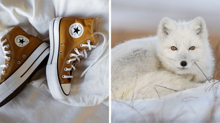 Zaujímavosti ku káve, ktoré ti rozšíria obzory #2319 – komu dnes patrí Converse a prečo sú polárne líšky na Islande také výnimočné