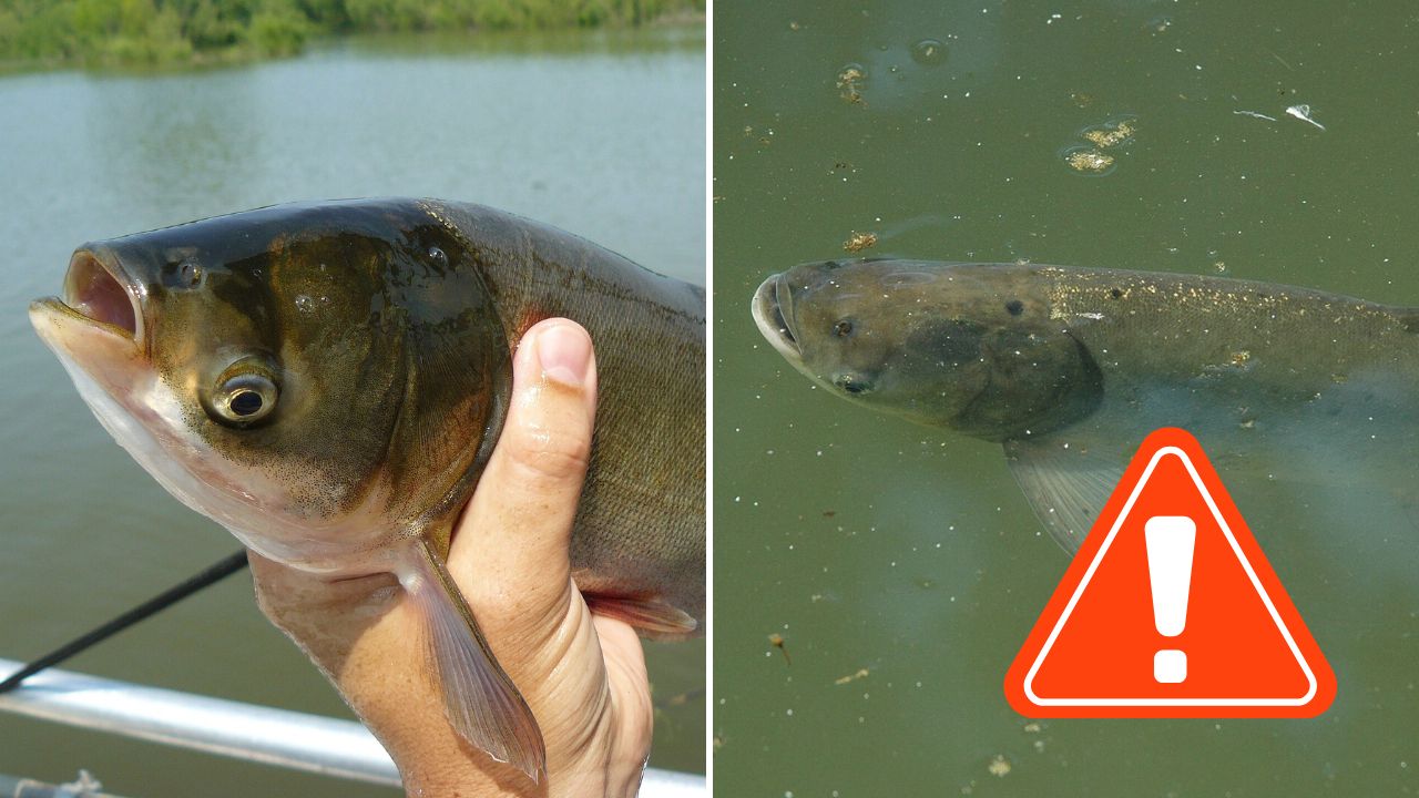 Slovenské vody zapĺňa nepôvodná ryba. Rybári ju môžu loviť bez obmedzenia