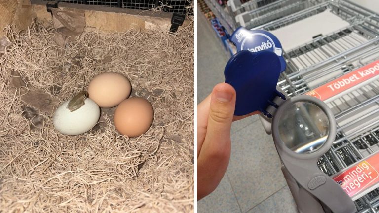 10 náhodných zaujímavých fotografií z internetu #304: Mrkvový pár alebo McDonald’s v Thajsku