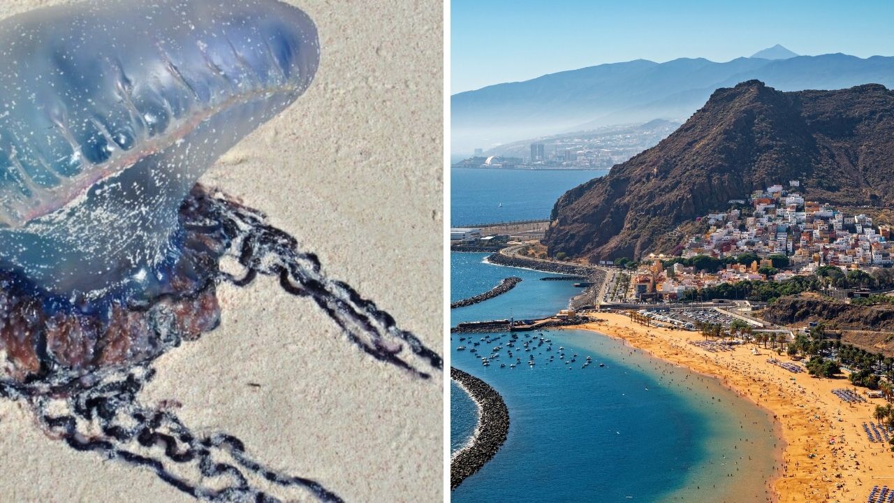 Turistov na Tenerife varovali pred nebezpečným morským tvorom. Jeho chápadlá môžu byť neviditeľné a merať desiatky metrov!