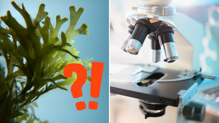 Plast, ktorý môžete zjesť? Slováci vyvinuli nezvyčajný materiál z rias