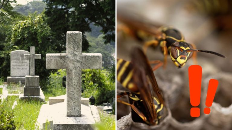 Išiel upratať hrob príbuzných, napadli ho sršne. Seniorovi už záchranári nedokázali pomôcť