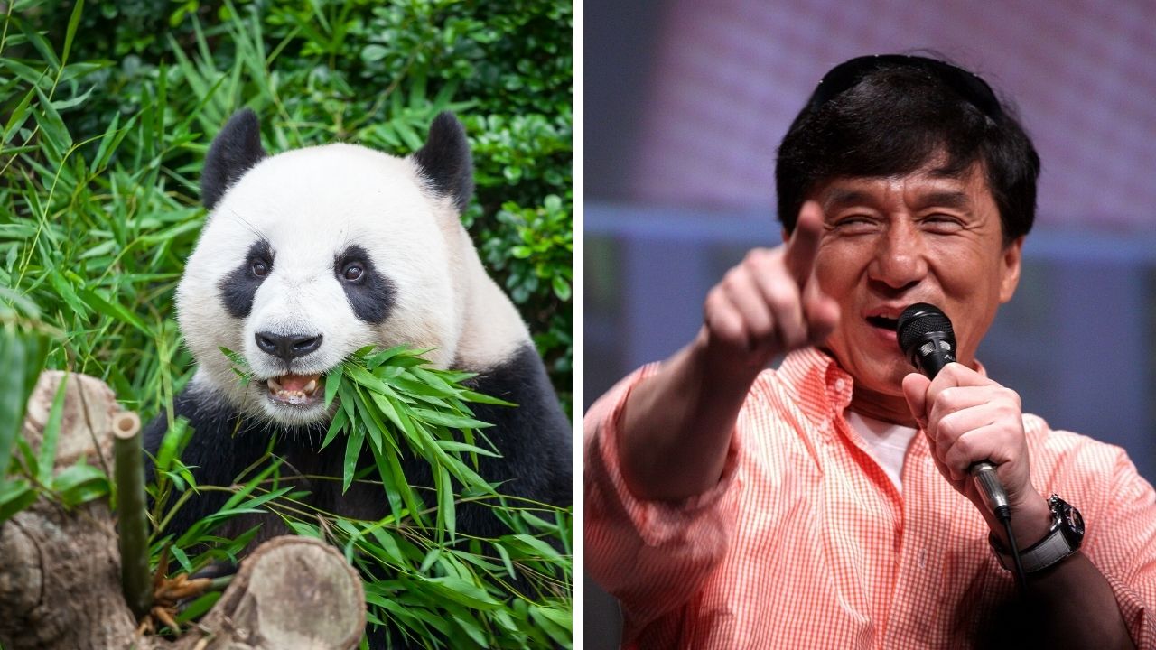 Zaujímavosti ku káve, ktoré ti rozšíria obzory #2355 – pandy sa vďaka svojej srsti dokážu ukryť pred okolím a Jackie Chan trénoval od svojich siedmich rokov