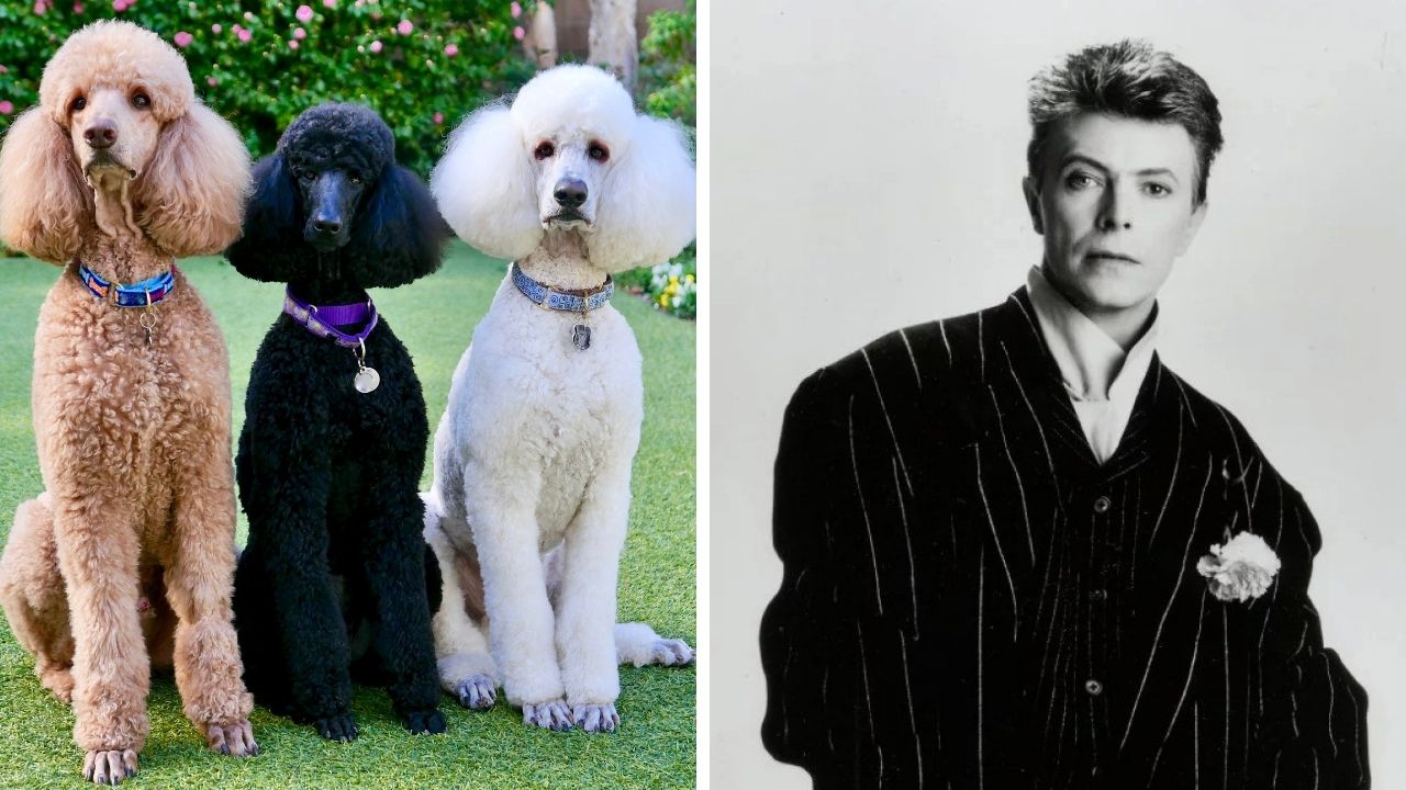 Zaujímavosti ku káve, ktoré ti rozšíria obzory #2356 – pudle nestrihali pre krásu a David Bowie si zmenil meno kvôli inému známemu hudobníkovi